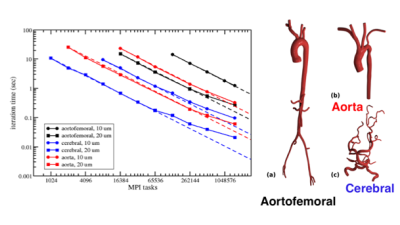 Massively parallel simulations of hemodynamics n primary large arteries of human vasulalure
